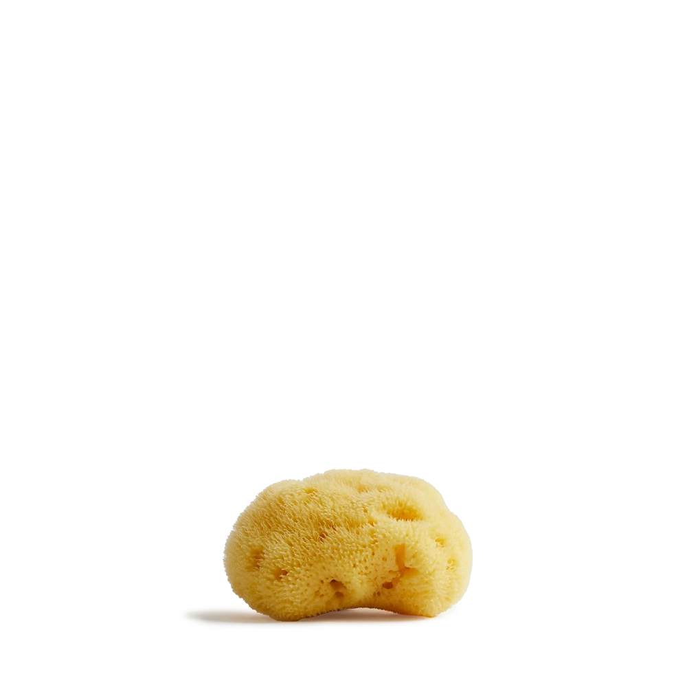 Meeresschwamm klein